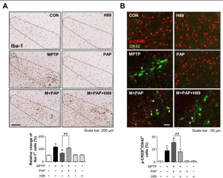 Fig. 10 Effect of H89 on PAP-mediated microglial inactivation and CREB phosphorylation in the brains of MPTP-injected mice