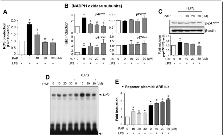 Fig. 3 PAP reduced ROS production via suppression of a NADPH oxidase subunit and upregulation of Nrf2/ARE signaling