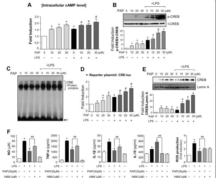 Fig. 4 PAP enhanced PKA/CREB signaling, and H89 reversed the anti-inflammatory effects of PAP in LPS-stimulated BV2 cells