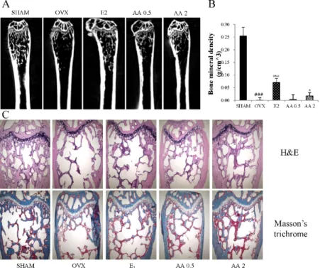 Figure 5. The effect of treatment with AA (alisol A-24 acetate) on the femur trabecular microarchitecture  in OVX (ovaritectomy) mice: (A) two dimensional micro-computed tomography (micro-CT) images  of the femoral trabecular bone; (B) bone mineral density
