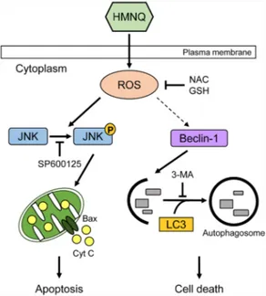 Figure 5: Schematic representation of HMNQ-induced apoptosis and autophagy.  HMNQ treatment induces the generation  of ROS