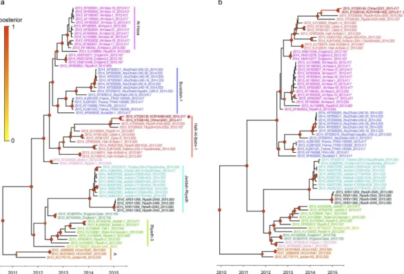 Figure 1.  Phylogenetic relationships of MERS-CoV complete genome and ORF1ab sequences