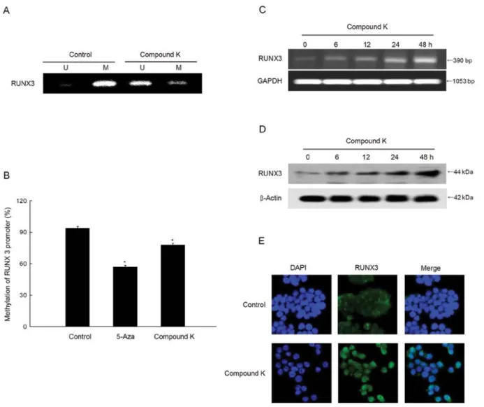 Figure 3. Effect of compound K on RUNX3 promoter methylation. (A) MS-PCR analysis of the RUNX3 promoter in HT-29 cells, and (B) pyrosequencing analysis  were assessed