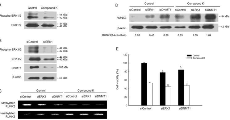 Figure 6. Compound K suppresses DNMT1 activity via the ERK pathway. (A) Western blot analysis showed phospho-ERK and ERK protein expression