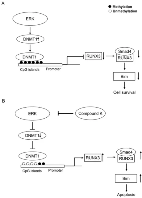 Figure 7. Proposed model of RUNX3 re-expression by compound K, wherein compound K reverses DNA methylation and RUNX3 gene silencing