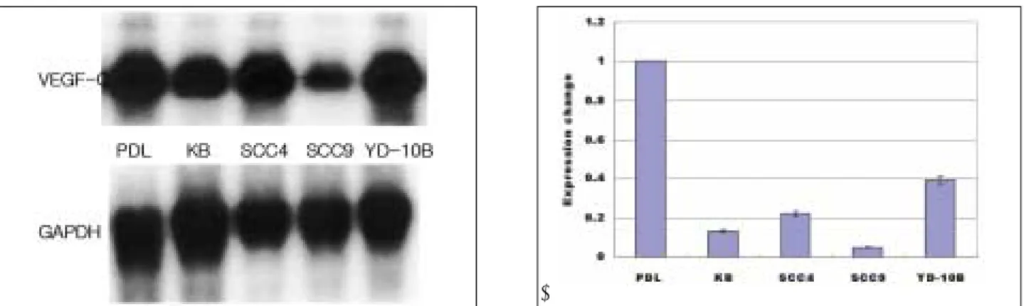 Fig. 5. A. Protein was immunoprecipitated using an anti-VEGF-C antibody. Bands of 47 kDa corresponding to VEGF-C was seen in all samples when probed with anti-VEGF-C