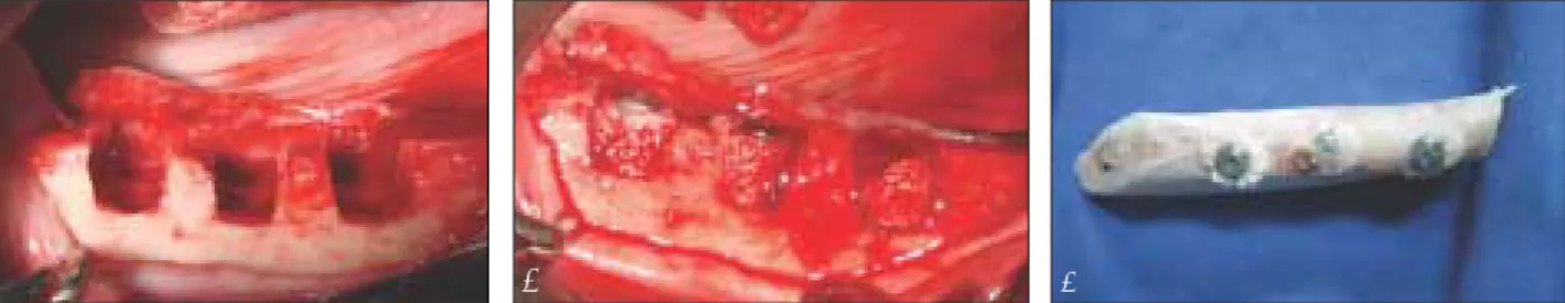 Fig. 1. Design of animal experiment. (a) 8x8x6mm-sized bony defects prepared with a trephine bur