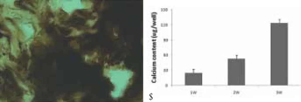 Fig. 6. (A) Von kossa positive staining and calcium content in the periosteal-derived cells seeded onto polydioxanone/pluronic F127  scaffold