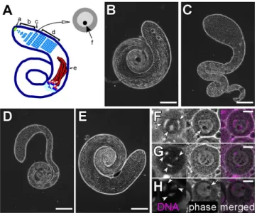 Fig. 1. garm is a novel meiotic arrest mutant. (A)  Schematic of spermatogenesis. Germline stem cells at the apical tip of the testis produce spermatogonia by asymmetric division (a)