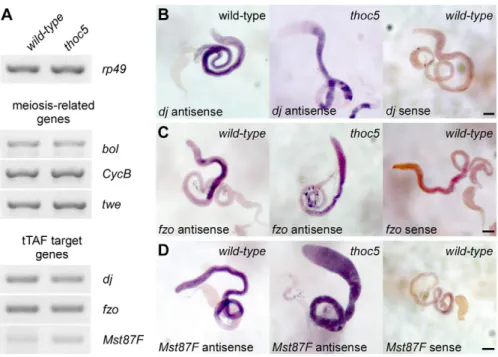 Fig. 7. Expression of three tTAF target genes and three other male sterile genes is unaffected in thoc5 mutant
