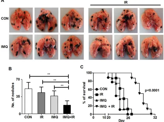 Figure 6: IMQ and IR exert synergistic anti-metastatic effects.  A. Photographs of metastatic nodules in each mouse lung