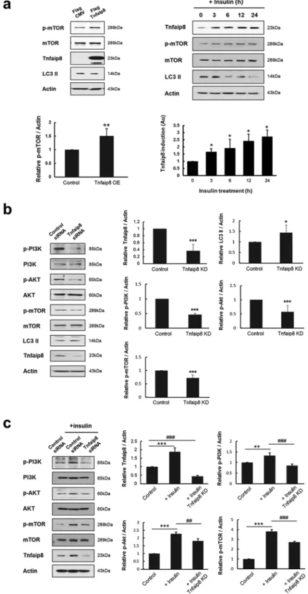Figure 1.  Temporal induction of mTnfaip8 by insulin. (a) mTnfaip8 was overexpressed in mouse hepatoma  cells (Hepa 1−6) and phospho-mTOR and LC3 II levels were analyzed by immunoblotting after 48 h