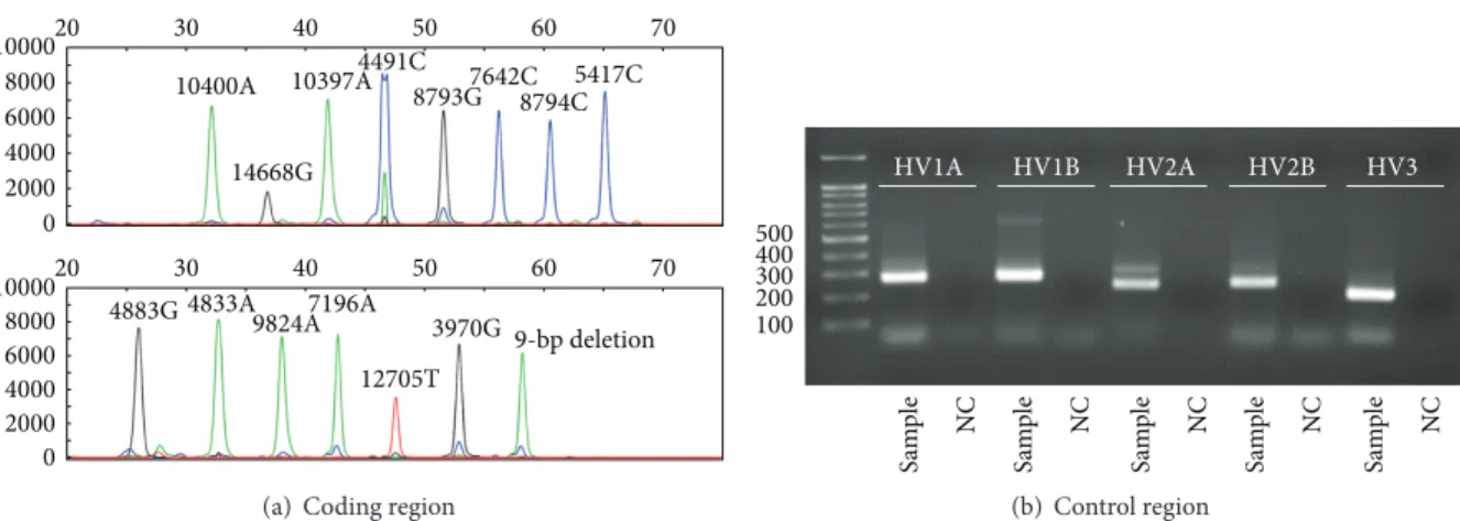 Figure 1: Analysis on sample number 005. (a) SNP analysis of mtDNA coding region by a SNaPshot Kit