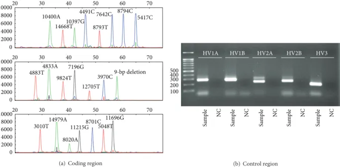 Figure 2: Analysis on sample number 038. (a) SNP analysis of mtDNA coding region by a SNaPshot Kit