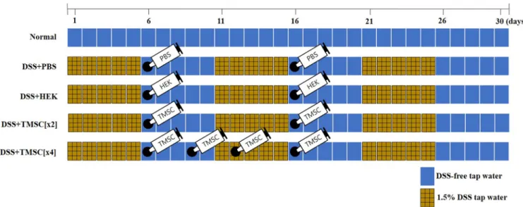 Fig 1. Experimental design. Mice (n = 45) were randomly assigned to five groups (n = 9 per group)