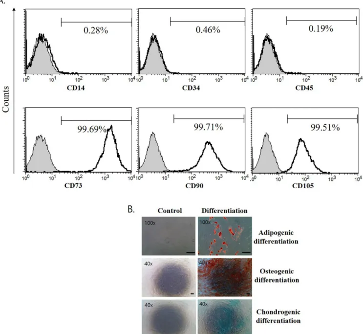 Fig 2. Immunophenotypes and differentiation capacity of the cell surface of TMSC. (A) Representative flow cytometry analysis of TMSC are shown