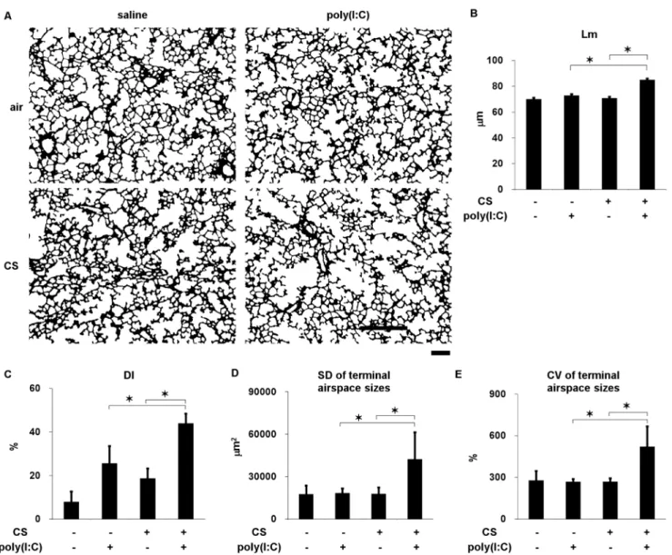 Figure 2. Lung morphometry in C57Bl/6 mice cigarette exposed to cigarette smoke or air and challenged with poly(I:C) or saline seven times
