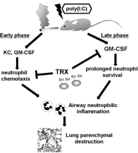Figure 8. Estimated mechanism of dual regulation of poly(I:C)- poly(I:C)-induced neutrophilic inflammation by recombinant TRX in mouse lungs exposed to cigarette smoke