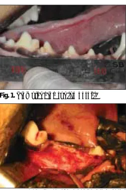 Fig. 1. Premolar area for the defect. Fig. 2. Defect formation after extraction.