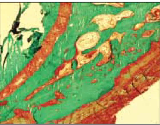 Fig. 16. Bone labeling views of 4 weeks group. Fig. 17. Bone labeling views of 8 weeks group.