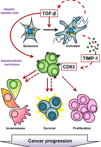 Figure 7.  Proposed Model of Action of TGF-β during HCC Progression. Schematic representation 