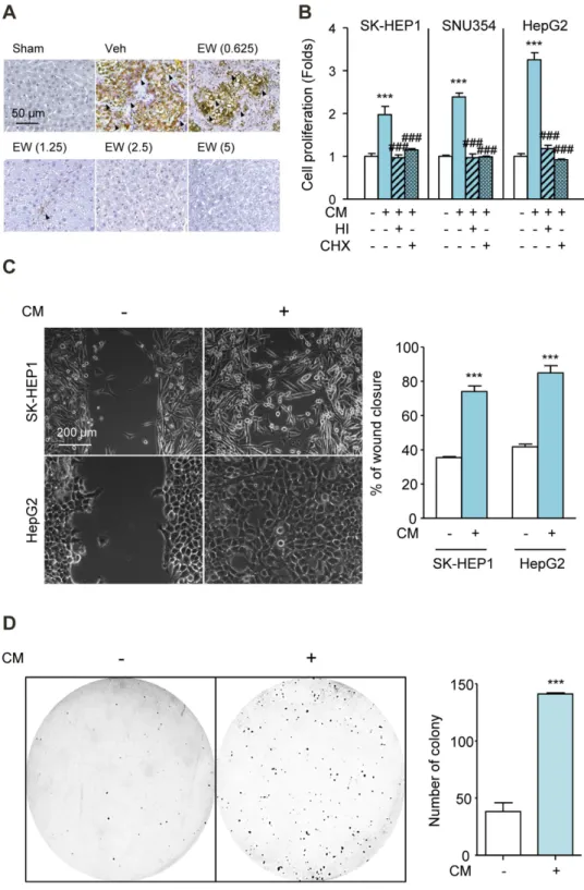 Figure 3.  CM from HSCs Increase Proliferation, Migration and Colony Formation of HCC Cells