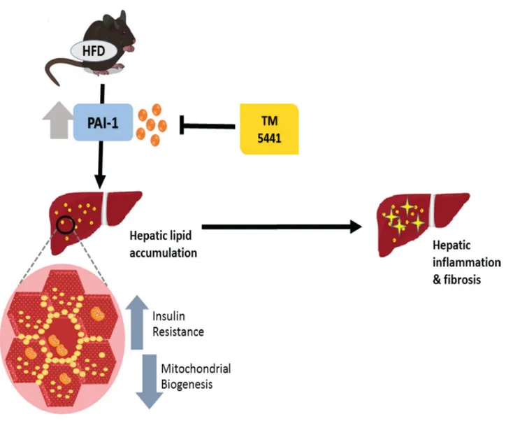 Figure 9: A schematic diagram showing the inhibition of PAI-1 by TM5441 ameliorates NAFLD partially through  increasing mitochondrial biogenesis.