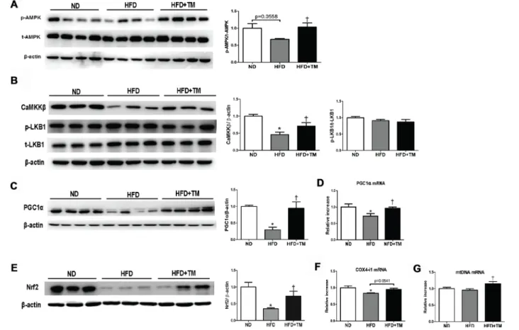 Figure 5: Early TM5441 treatment activates p-AMPK and PGC-1α in HFD mice.  Liver protein expressions of (A) total- and  phospho- AMPK along with its upstream, including (B) CaMKKβ, p-LKB1, and t-LKB1 were analyzed
