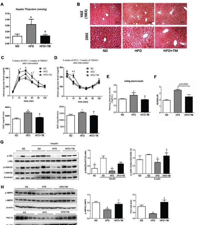 Figure 6: Delayed TM5441 treatment ameliorated HFD-induced NAFLD and metabolic disorder