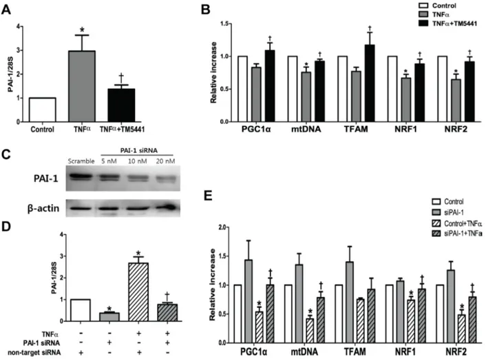 Figure 7: TM5441 pre-treatment and siPAI-1 improved TNF-α-induced mitochondrial dysfunction in HepG2 cells