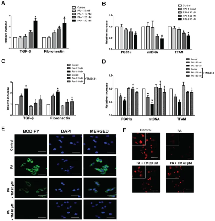 Figure  8:  TM5441  inhibited  downregulation  of  mitochondrial  biogenesis-related  genes  and  lipid  accumulation  in  HepG2 cells