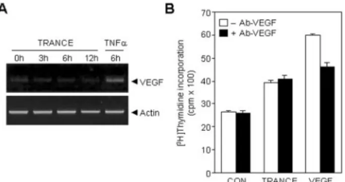 FIG. 5. Expression of RANK and TRANCE-induced ERK and