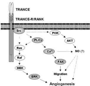 FIG. 8. Schematic illustration of TRANCE-induced angiogenic