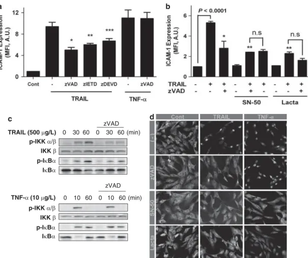 Figure 2 TRAIL induced the activation of NF-kB and subsequent expression of ICAM-1 in a caspase-dependent manner