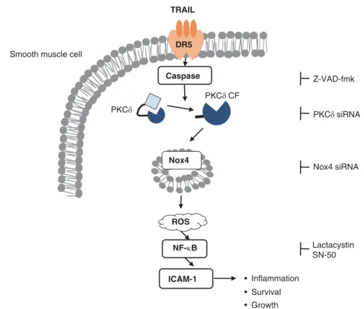 Figure 4 Proposed model of TRAIL signaling pathway responsible for ICAM-1 expression