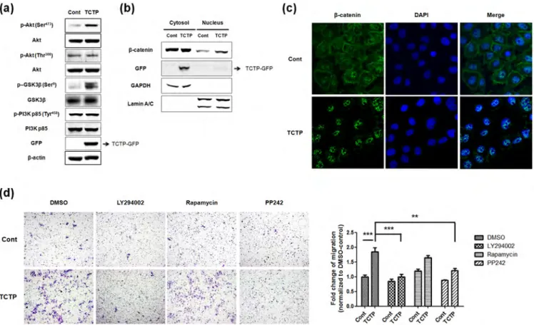 Figure 4 | TCTP promotes cell migration through mTORC2/Akt/GSK3b/b-catenin pathway. (a) Phosphorylation states of Akt (Ser 473 ) and GSK3b