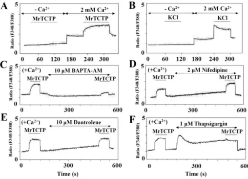 Figure 3. TCTP increases intracellular Ca 2+  concentration. PC12 cells were loaded with 5 µM  Fura-2-AM (acetoxymethyl) for 30 min and then washed multiple times