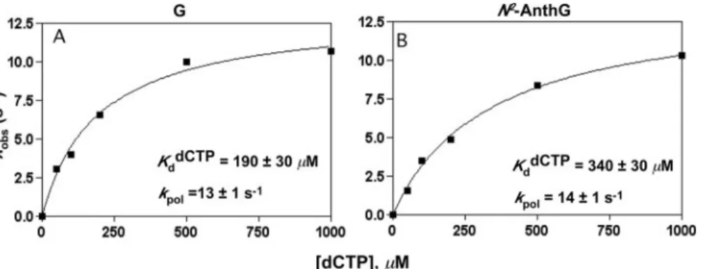 FIGURE 6. Estimation of K d dCTP for human pol ␬ by pre-steady-state burst rate dependence on dCTP