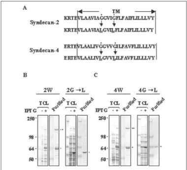 FIGURE 1. Transmembrane domain is essential for SDS-resistant dimerization of syndecan-4 and syndecan-2