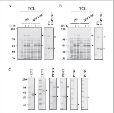 FIGURE 4. The transmembrane domains of syndecan-2 and syndecan-4 are suffi- suffi-cient for chimera-induced MAPK activation