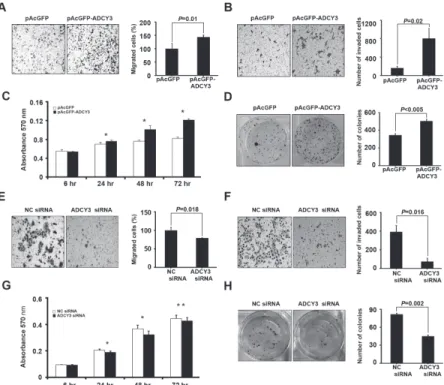 Figure 3: Effect of ADCY3 expression on tumorigenesis-related cell behaviors.  Increment of migration, invasiveness, and  colony formation in ADCY3 overexpressing HEK293 cells (A–D)