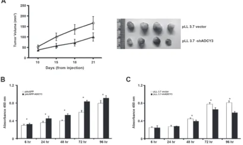 Figure 5: Suppression of tumor growth and cell proliferation.  (A) pLL 3.7 vector or pLL 3.7-shADCY3 transfectants were  injected subcutaneously into nude mice