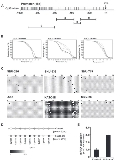 Figure 6: Regulation of ADCY3 mRNA expression by DNA methylation.  (A) DNA methylation status of ADCY3 in gastric  cancer cell lines analyzed by bisulfite sequencing