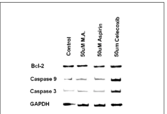 Fig. 10.  TEM view of 50μM mefenamic acid HN 22 cell line group (× 3000).