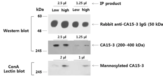 Figure 9. Western blots for the detection of CA15-3, and Con A blots for the detection of mannosylated N-glycans on CA15-3