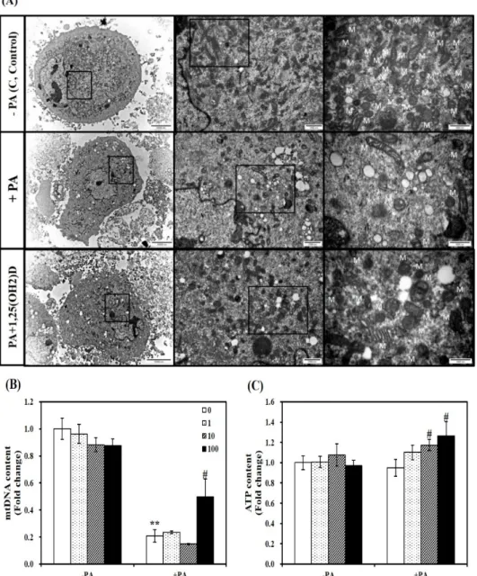 Figure 7. Effect of 1,25-dihydroxyvitamin D (1,25(OH)2D) on fatty acid-induced changes in mitochondrial morphology, mitochondrial DNA (mtDNA) contents, and ATP levels in C2C12 muscle cells