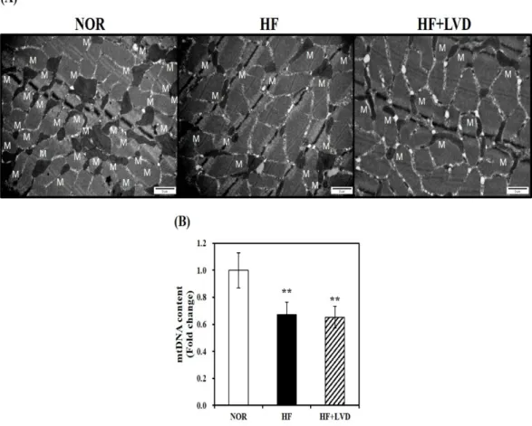 Figure 3. Mitochondrial morphology and mitochondrial DNA (mtDNA) contents in skeletal muscle  fed with either vitamin D-adequate or insufficient diet for 12 weeks