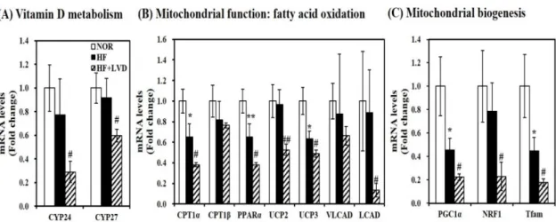 Figure 4. Vitamin D insufficiency decreases muscle mRNA levels related to vitamin D metabolism  and mitochondrial biogenesis and function in HF-induced obese rats