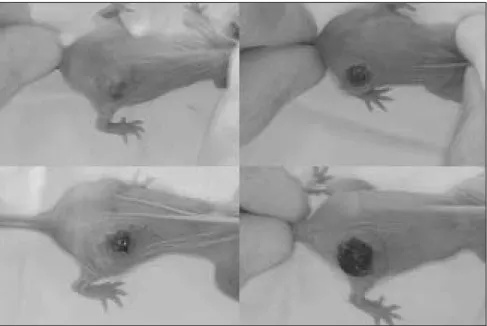Fig. 5. Visual observation of experimented group(After treatment with Cyclosporin A.