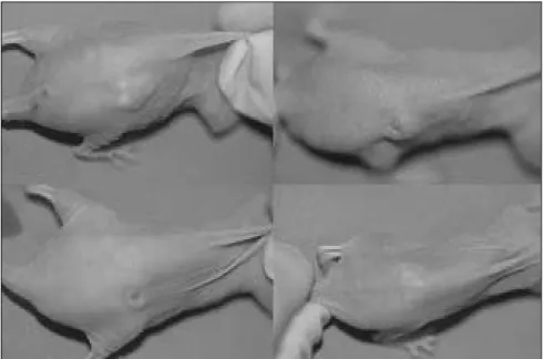 Fig. 7. Visual observation of experimented group(After treatment with Cyclosporin A.